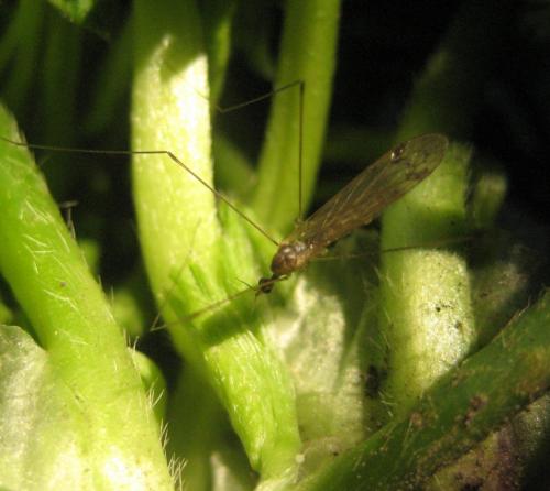 Dicranomyia chorea